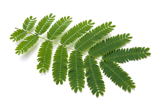 acacia leaves